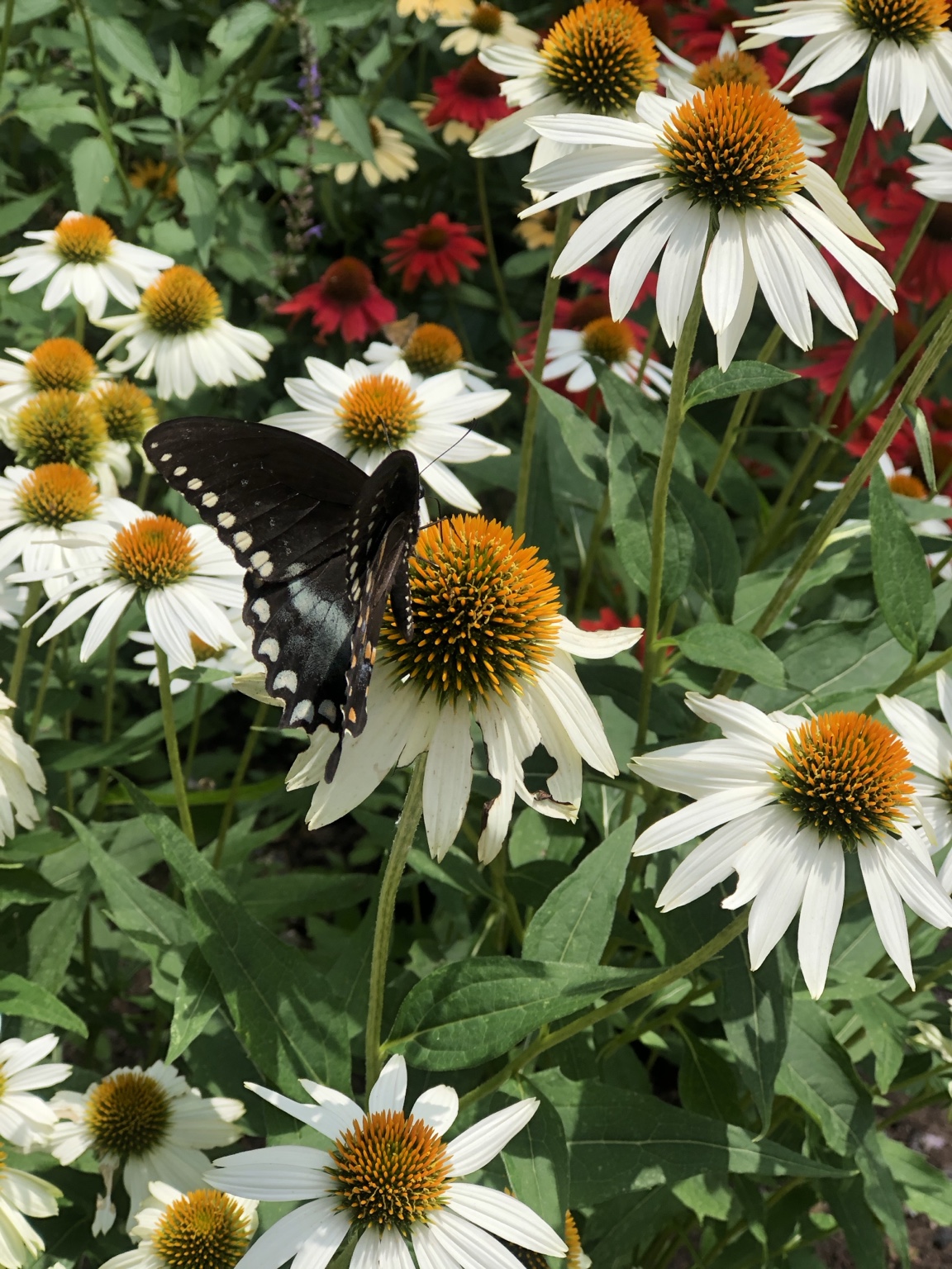A dark butterfly resting among white and red coneflowers